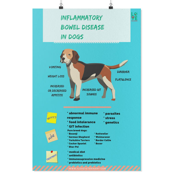 Canine Bowel Disease Poster-Posters-I love Veterinary