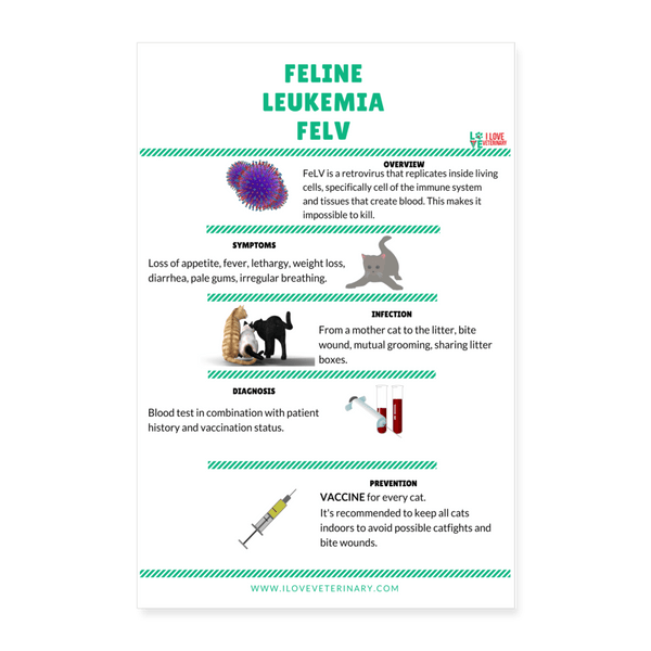 Feline Leukemia FELV Poster 8x12-Posters-I love Veterinary