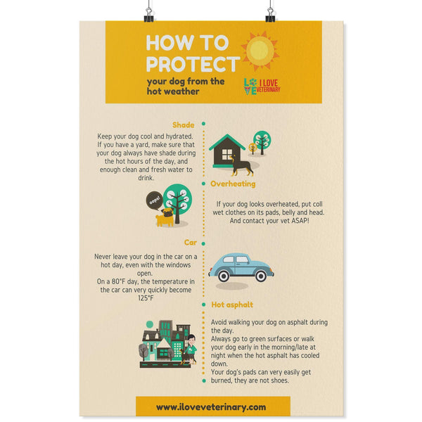 How to Protect your Dog from the Hot Weather Poster-Posters-I love Veterinary