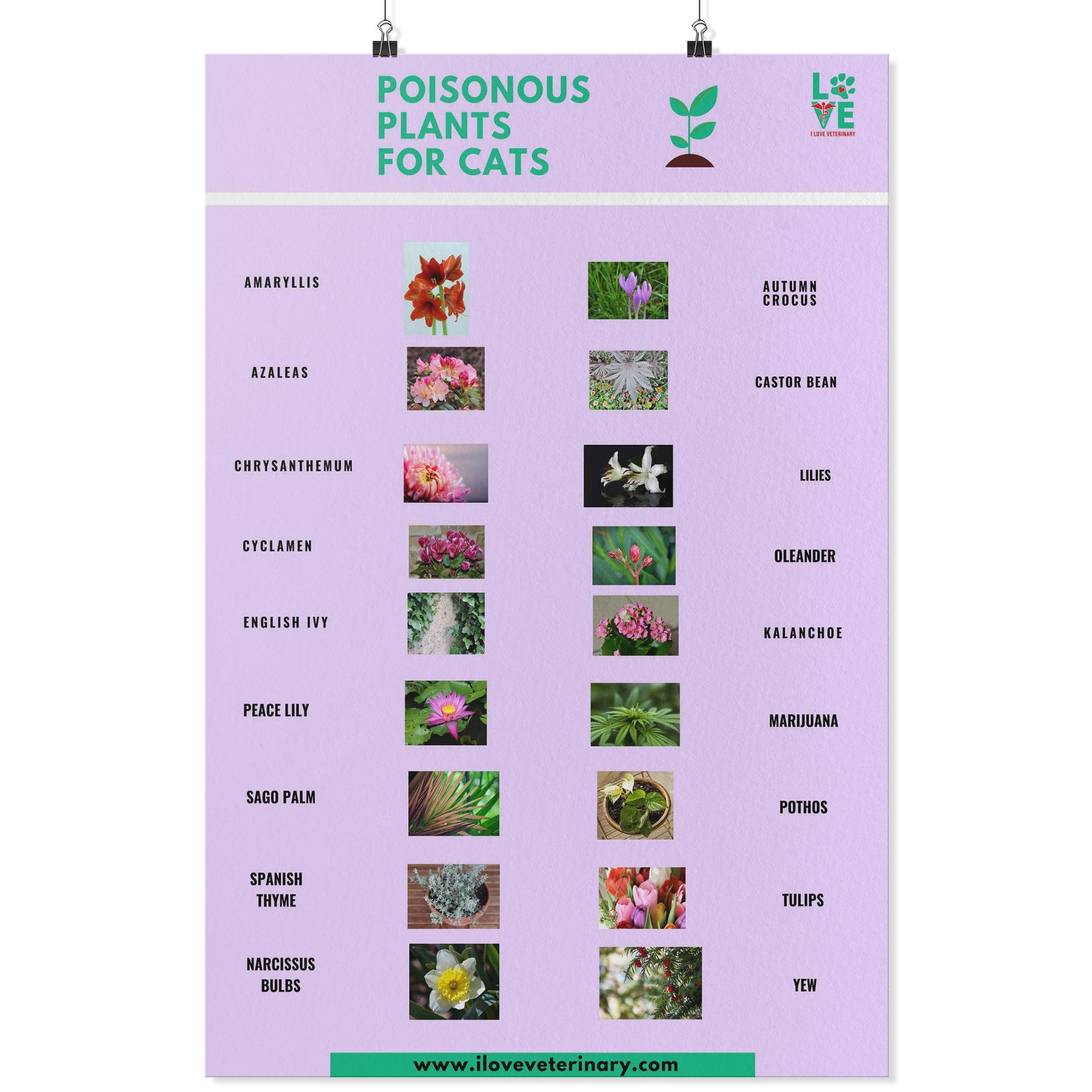 indoor poisonous plants for cats Poisonous Plants for Cats Poster – I love Veterinary