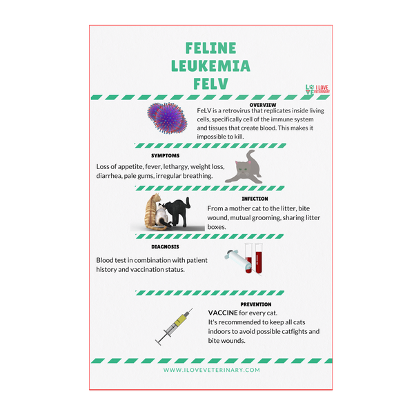 Feline Leukemia FELV Poster-Poster-I love Veterinary