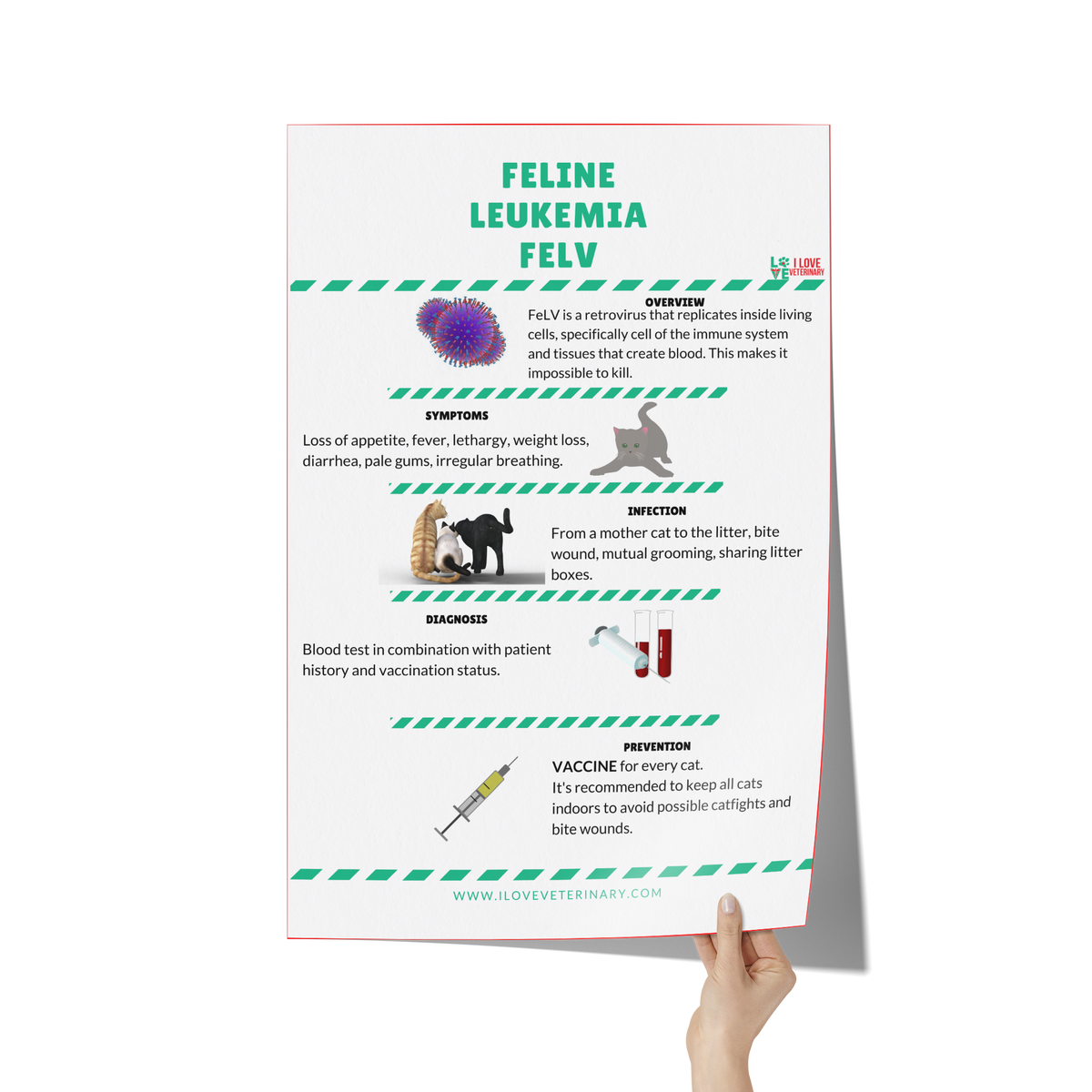 Feline Leukemia FELV Poster-Poster-I love Veterinary