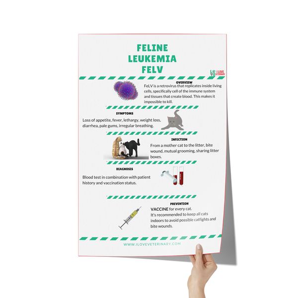 Feline Leukemia FELV Poster-Poster-I love Veterinary