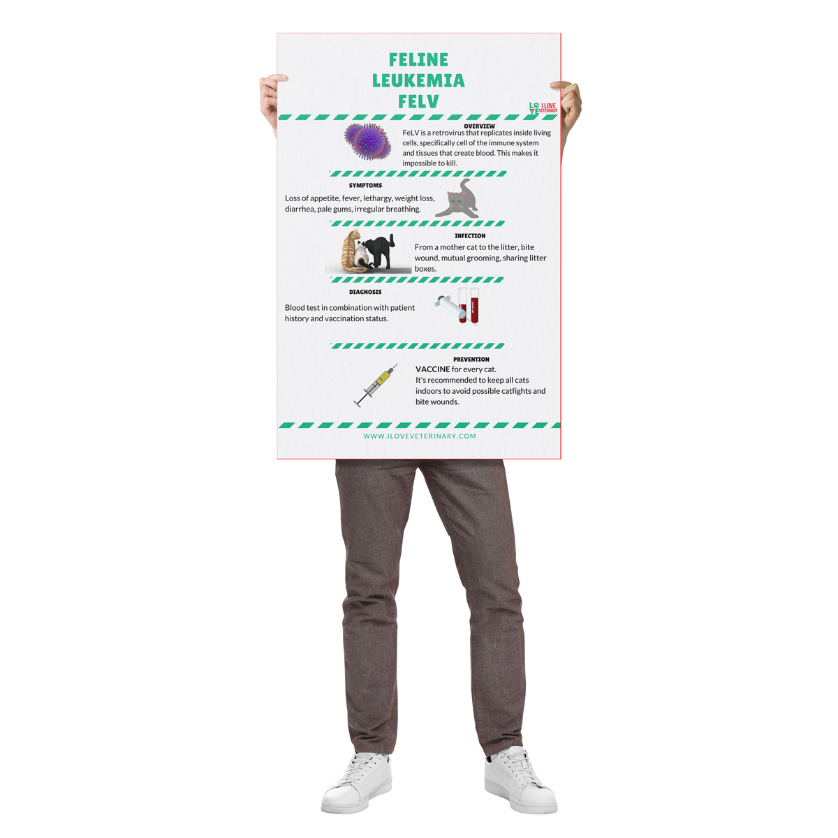 Feline Leukemia FELV Poster-Poster-I love Veterinary