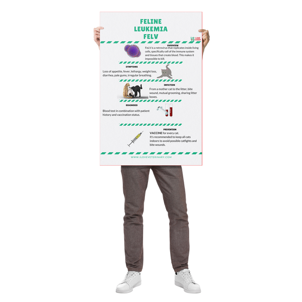 Feline Leukemia FELV Poster-Poster-I love Veterinary