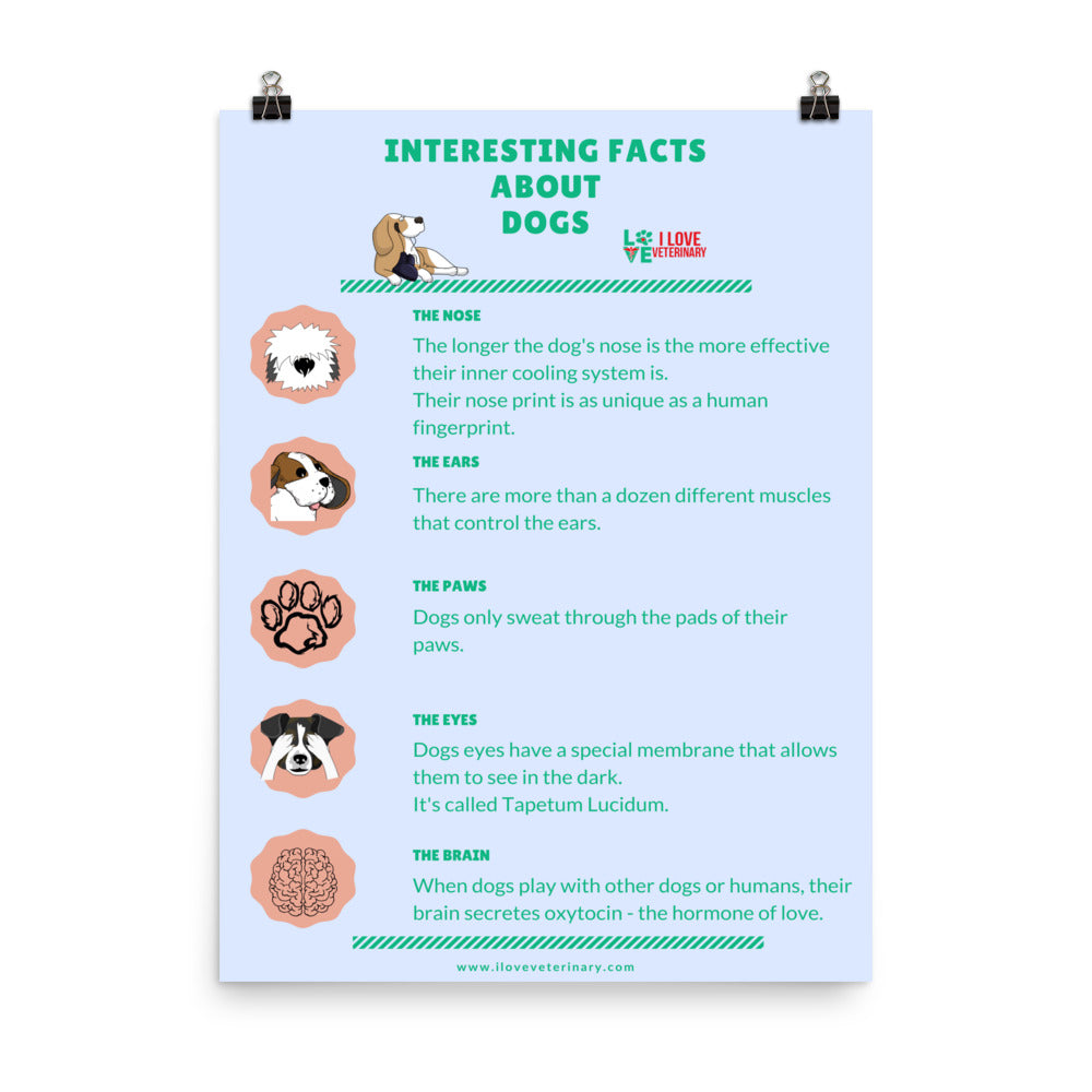 Interesting Facts about Dogs Poster-Enhanced Matte Paper Poster-I love Veterinary