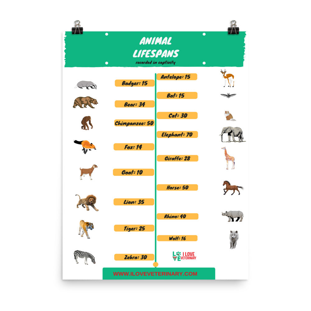 Animal Lifespans Poster-Enhanced Matte Paper Poster-I love Veterinary