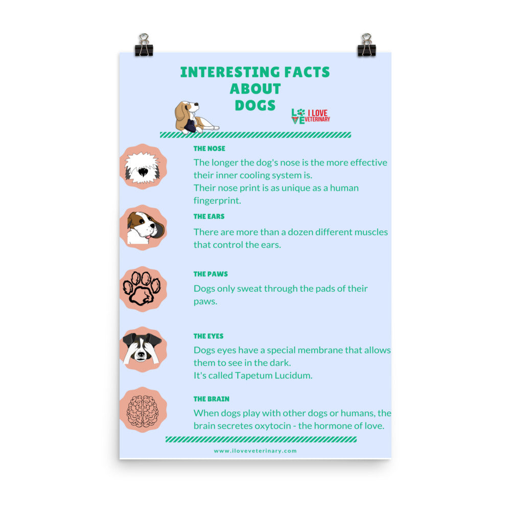 Interesting Facts about Dogs Poster-Enhanced Matte Paper Poster-I love Veterinary