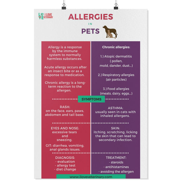 Allergies in Pets Poster-Posters 2-I love Veterinary