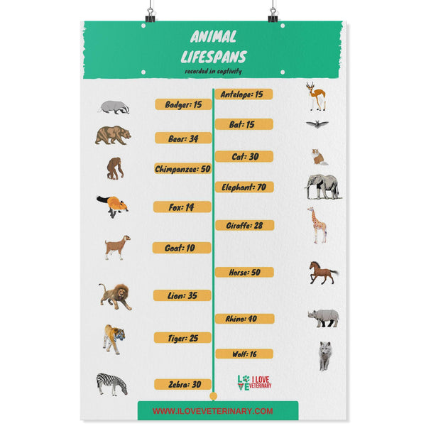 Animal Lifespans Poster-Posters 2-I love Veterinary