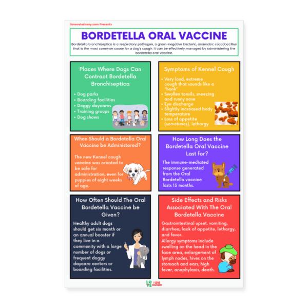 Bordetella Oral Vaccine Poster-Posters-I love Veterinary