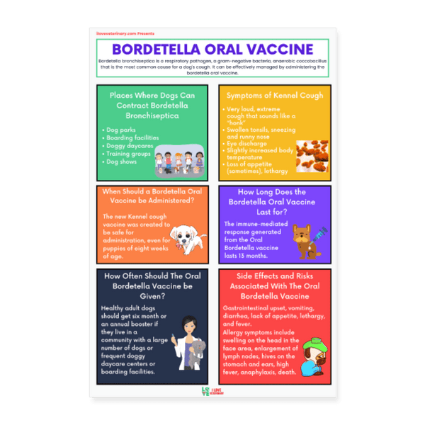 Bordetella fashion oral booster