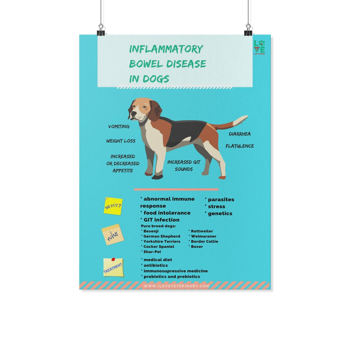 Canine Bowel Disease Poster-Posters-I love Veterinary
