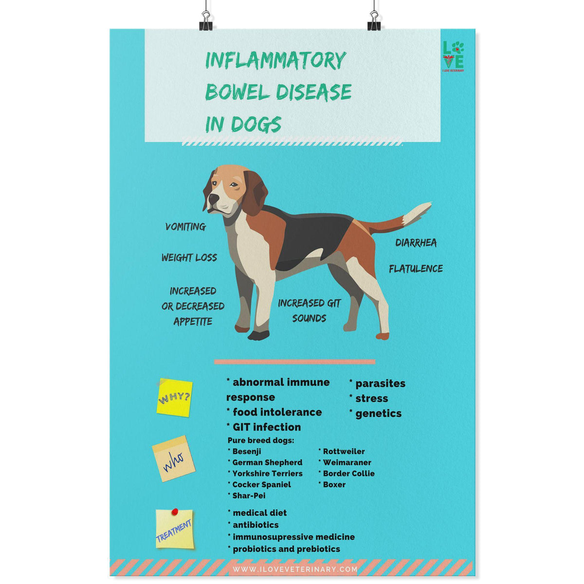 Canine Bowel Disease Poster-Posters-I love Veterinary