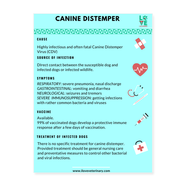 Canine Distemper Poster 18x24-Posters-I love Veterinary