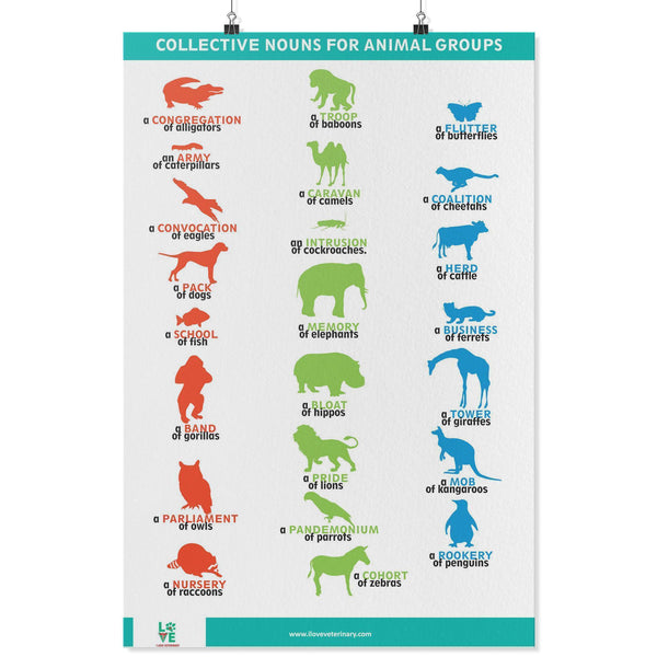 Collective Nouns for Animal Groups Poster-Posters-I love Veterinary