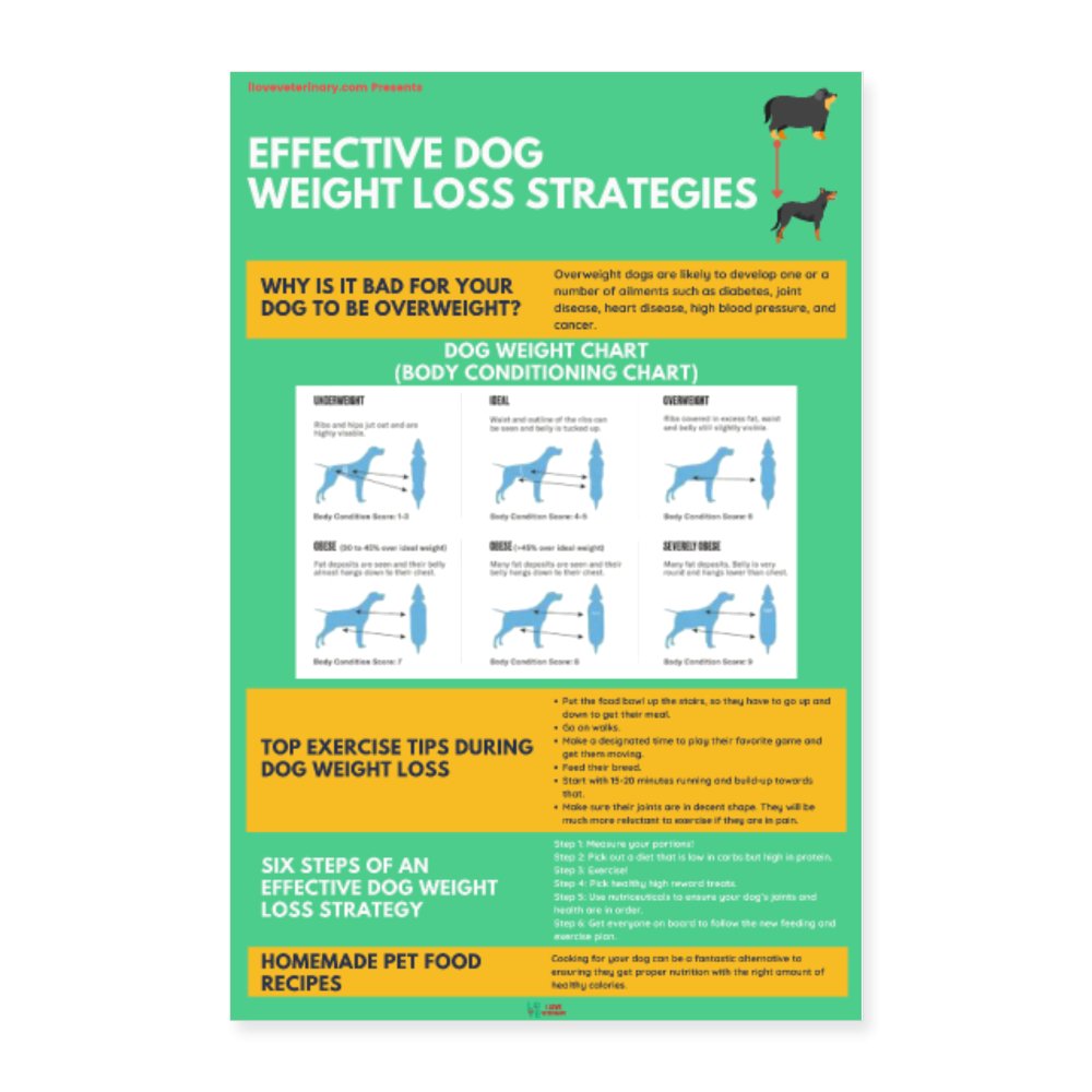 EFFECTIVE DOG WEIGHT LOSS STRATEGIES Poster 24x36 – I love Veterinary