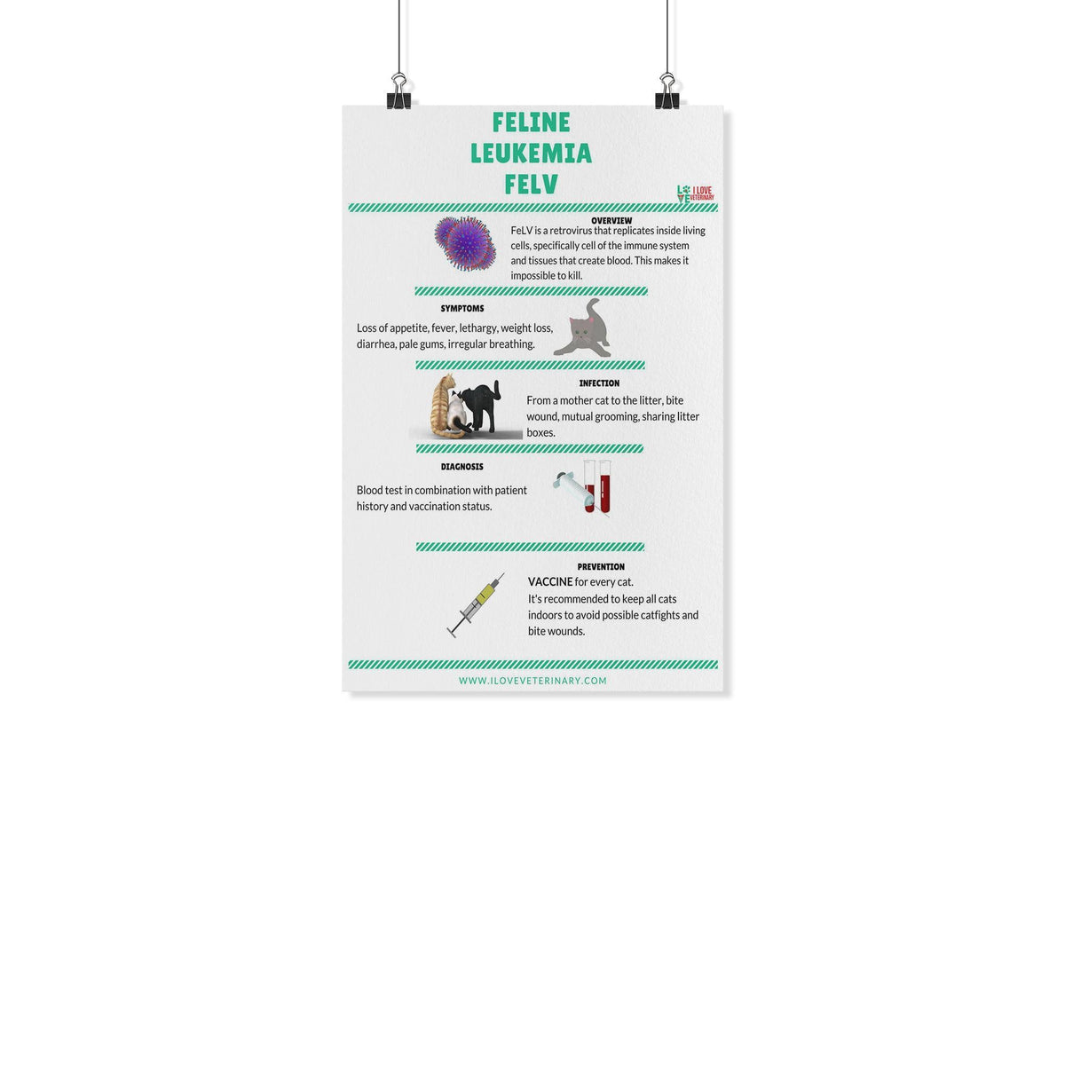 Feline Leukemia FELV Poster-Posters-I love Veterinary