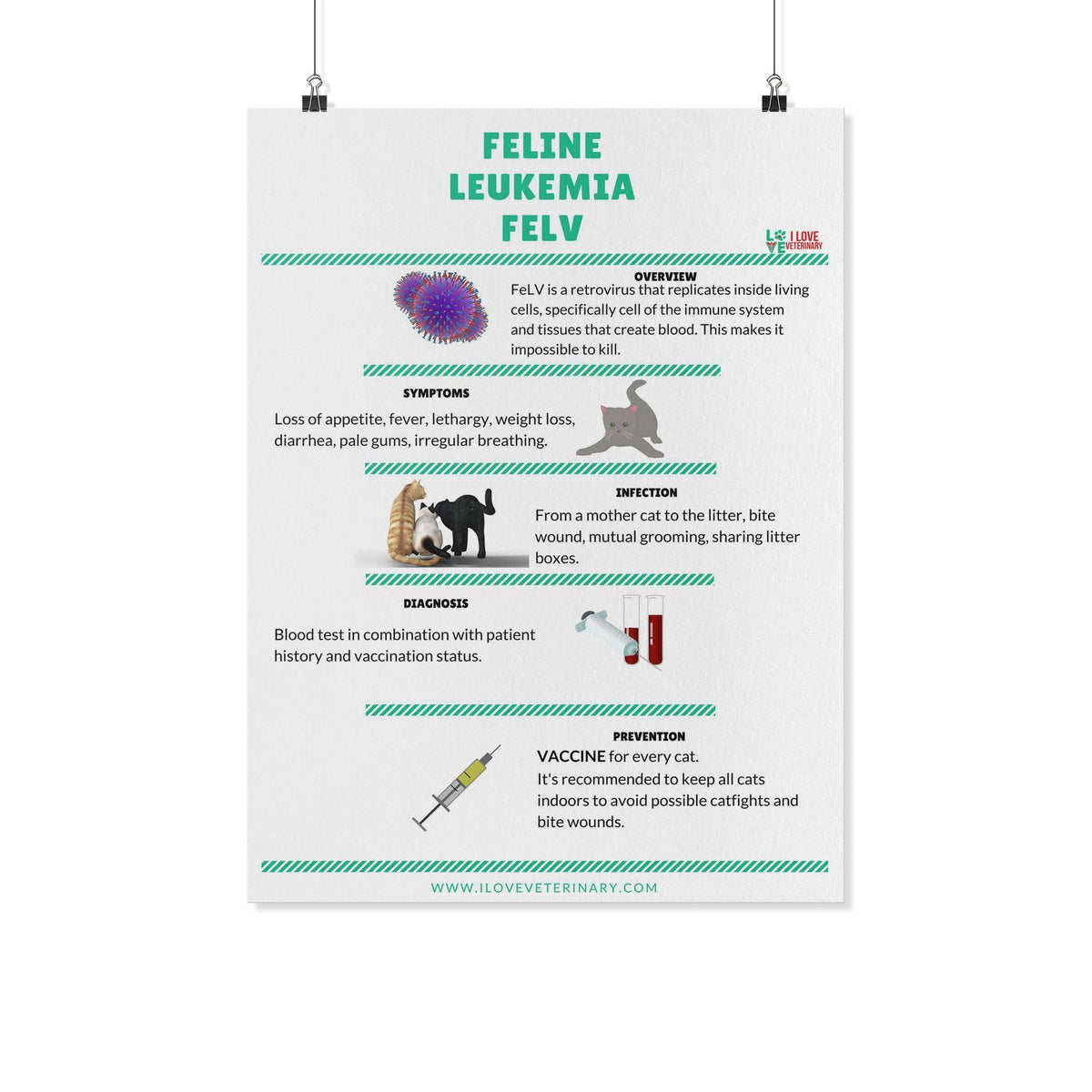 Feline Leukemia FELV Poster-Posters-I love Veterinary