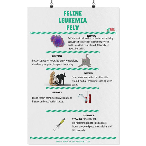 Feline Leukemia FELV Poster-Posters-I love Veterinary