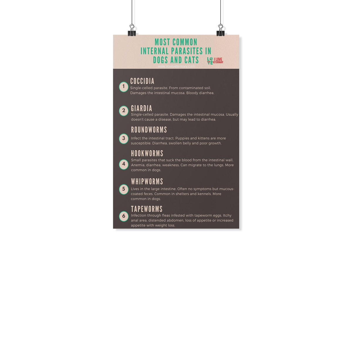 Most common internal parasites in dogs and cats Poster-Posters-I love Veterinary