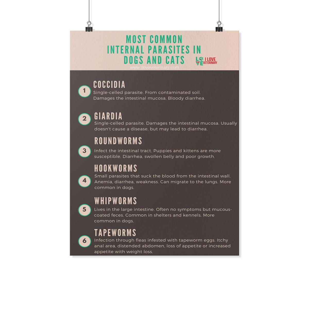Most common internal parasites in dogs and cats Poster-Posters-I love Veterinary