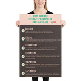Most common internal parasites in dogs and cats Poster-Posters-I love Veterinary