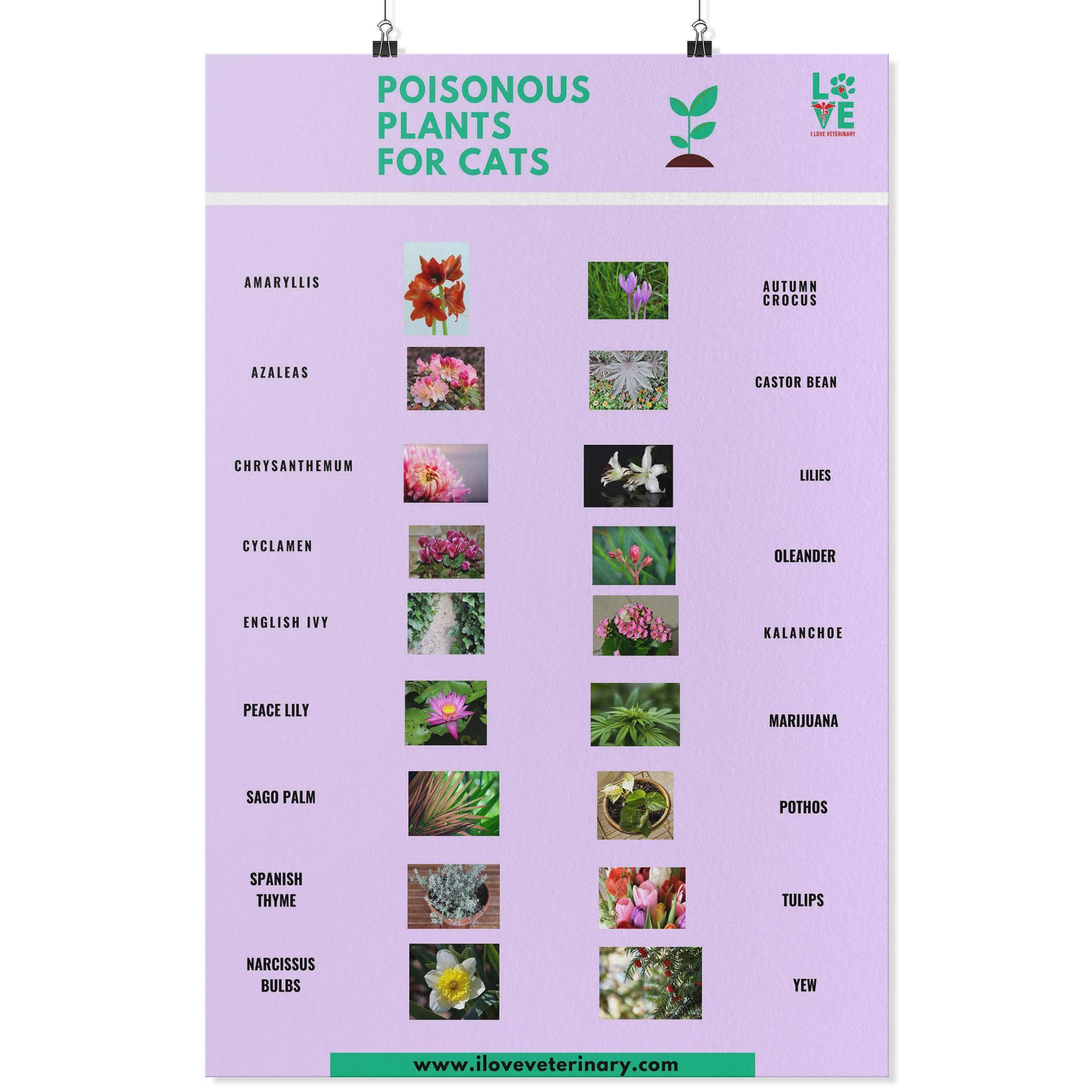 poisonous-plants-for-cats-poster-i-love-veterinary