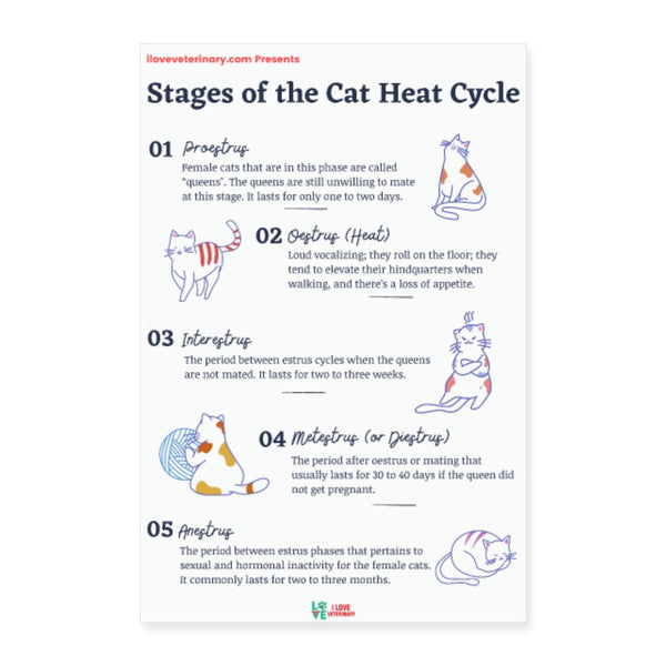 Stages of the Cat Heat Cycle Poster-Posters-I love Veterinary