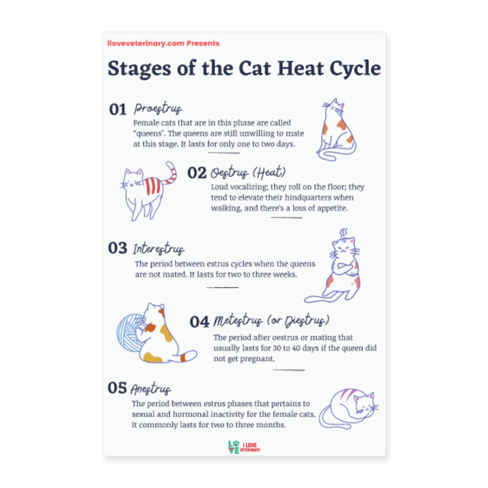 Stages of the Cat Heat Cycle Poster – I love Veterinary