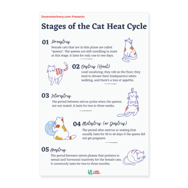 Go Into Heat How Do You Know If A Cat Is In Season Signs Your Cat