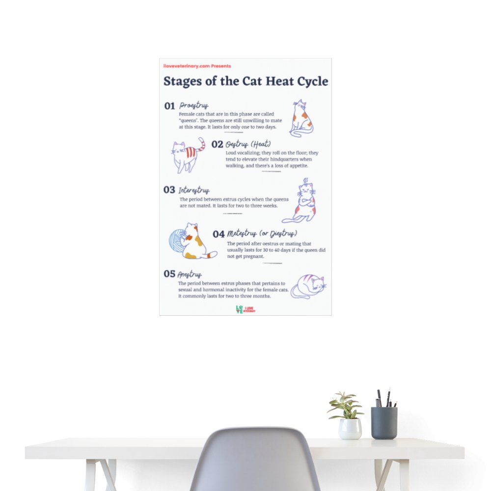 Stages of the Cat Heat Cycle Poster-Posters-I love Veterinary