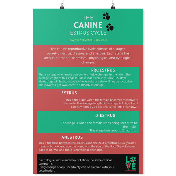 The Canine Estrus Cycle Poster-Posters-I love Veterinary